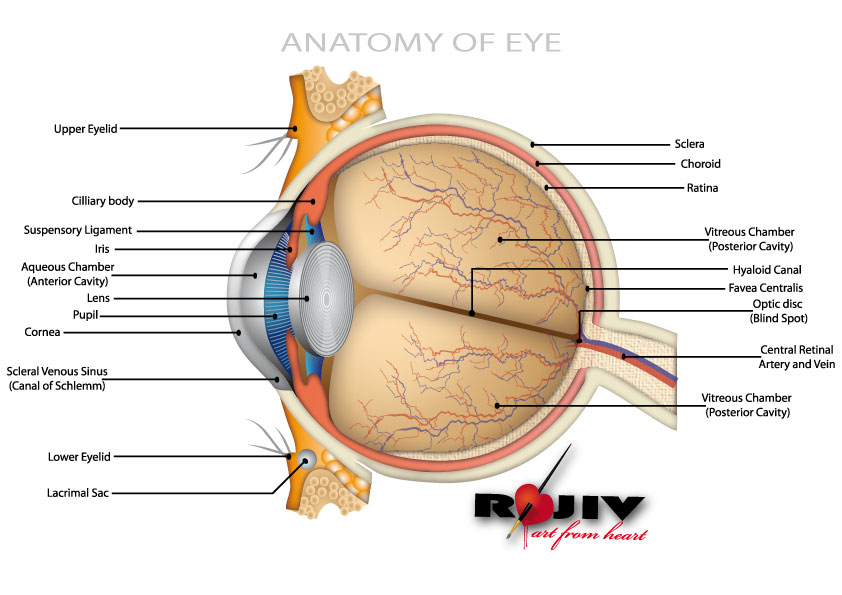 free vector Anatomy of Eye
